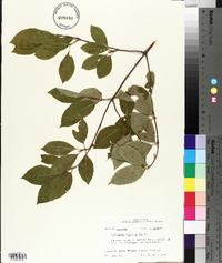 Viburnum cassinoides image