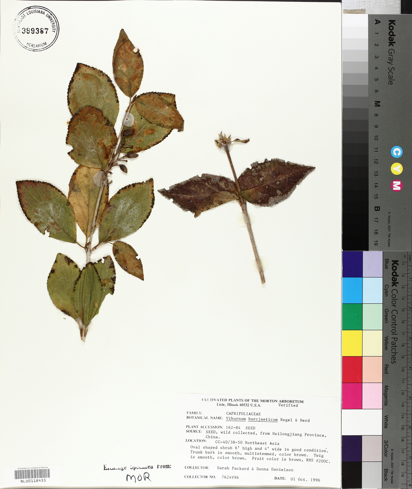 Viburnum burejaeticum image