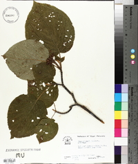 Viburnum lantanoides image