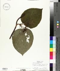 Viburnum lantanoides image