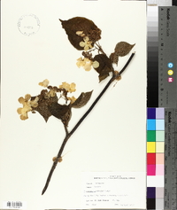 Viburnum lantanoides image