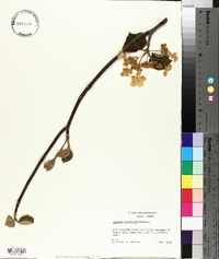 Viburnum lantanoides image