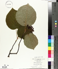 Viburnum lantanoides image