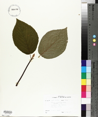 Viburnum lantanoides image