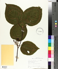 Viburnum lantanoides image