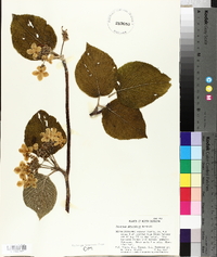 Viburnum lantanoides image