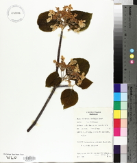 Viburnum lantanoides image