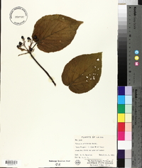 Viburnum lantanoides image