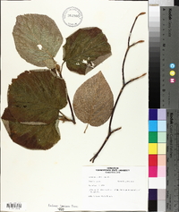 Viburnum lantanoides image