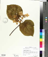 Viburnum lantanoides image