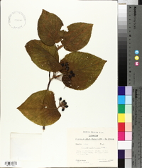 Viburnum lantanoides image