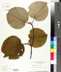 Viburnum lantanoides image