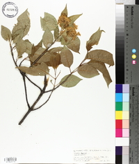 Viburnum lentago image