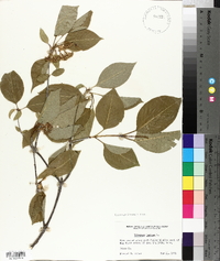 Viburnum lentago image