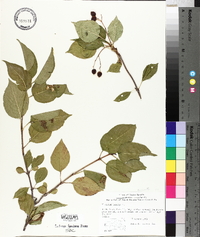 Viburnum lentago image