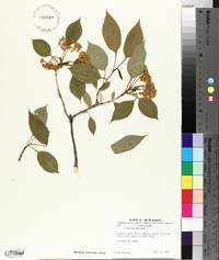 Viburnum lentago image