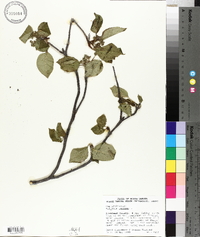 Viburnum lentago image