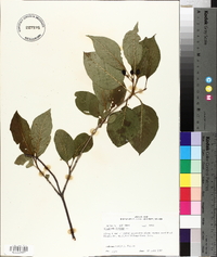 Viburnum lentago image