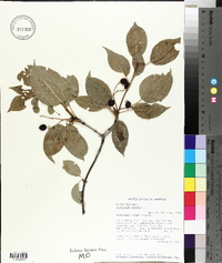 Viburnum lentago image