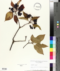 Viburnum lentago image