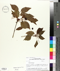 Viburnum lentago image