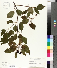 Viburnum lentago image