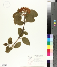 Viburnum lantana image