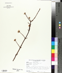 Viburnum farreri image