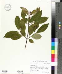 Viburnum cassinoides image