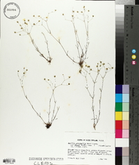 Arenaria groenlandica var. glabra image