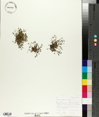Sabulina rubella image