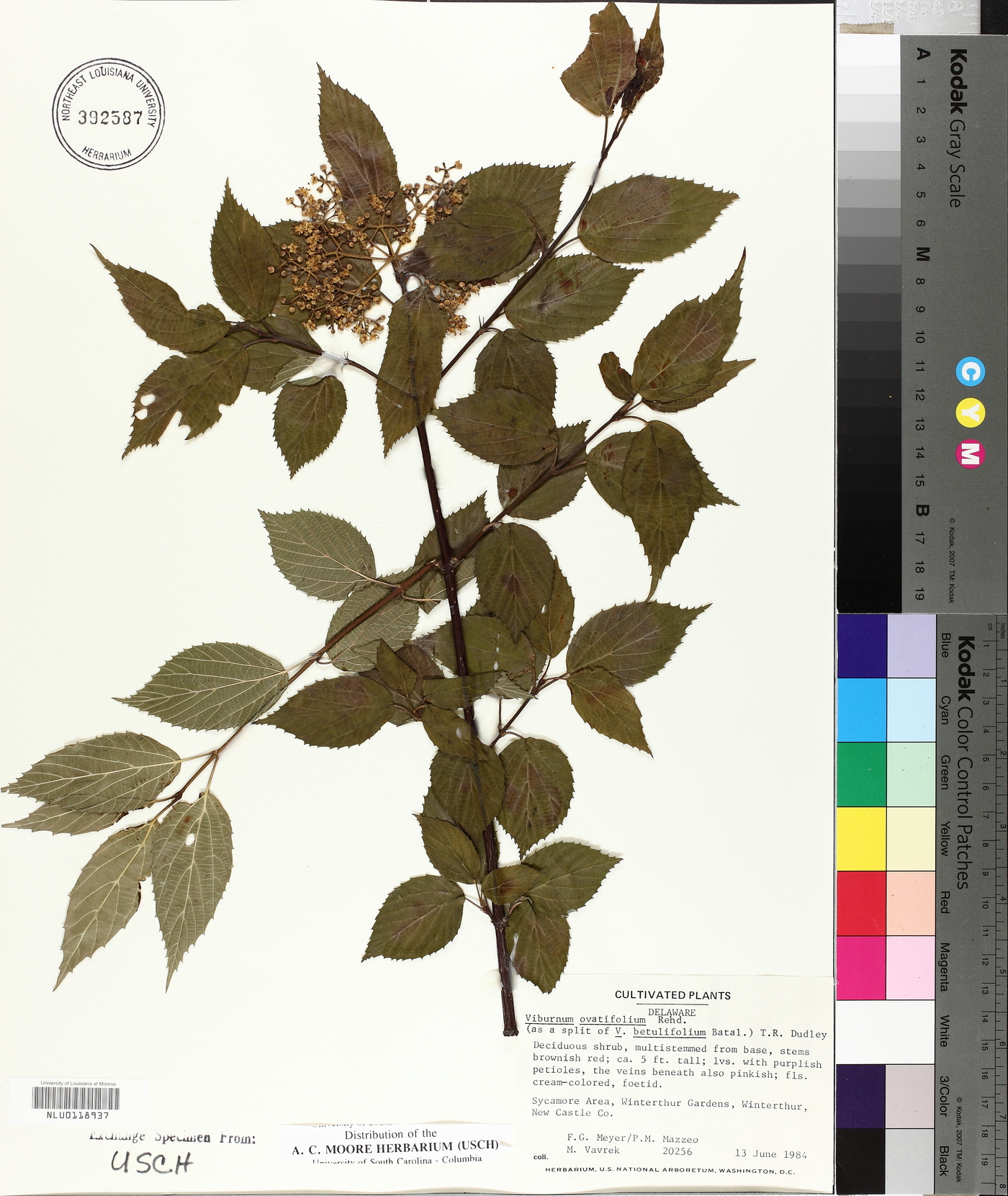 Viburnum betulifolium image