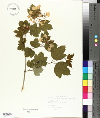 Viburnum opulus image