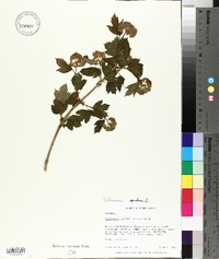 Viburnum opulus image