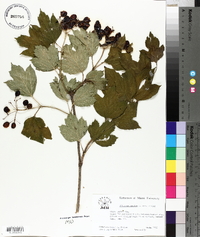 Viburnum opulus var. opulus image