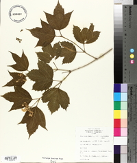 Viburnum trilobum image