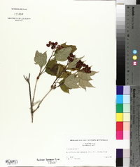 Viburnum opulus image