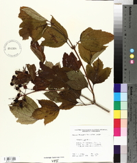 Viburnum opulus image