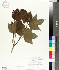 Viburnum opulus image