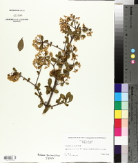 Viburnum obovatum image