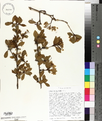 Viburnum obovatum image