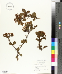 Viburnum obovatum image