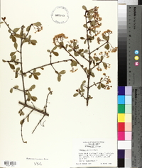 Viburnum obovatum image