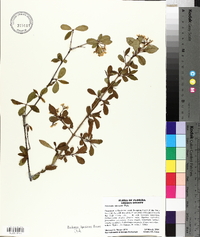 Viburnum obovatum image