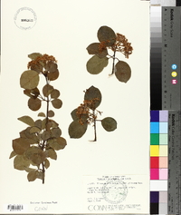 Viburnum prunifolium var. globosum image