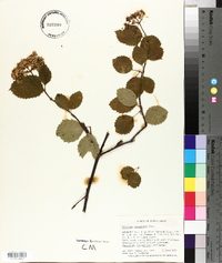 Viburnum dentatum var. lucidum image