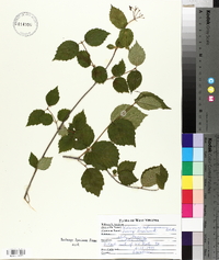 Viburnum rafinesqueanum image