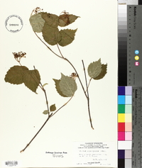 Viburnum rafinesqueanum image