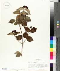 Viburnum rafinesqueanum image