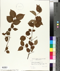 Viburnum rafinesqueanum image